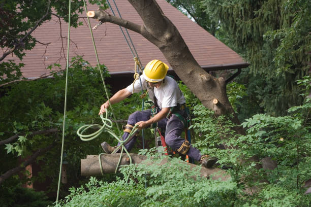Lawn Irrigation Installation and Maintenance in Ten Mile Creek, MD