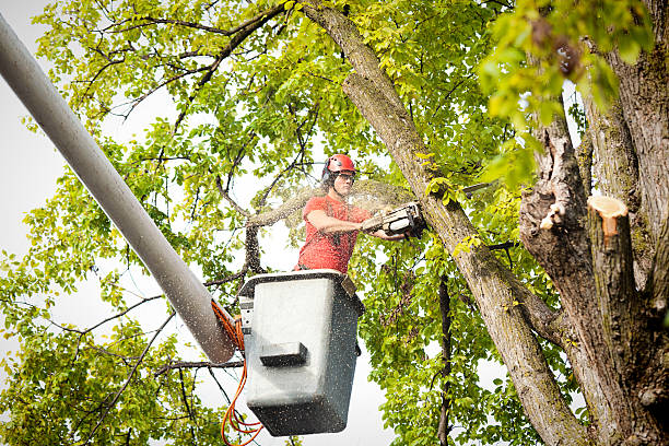 Professional Tree Care in Ten Mile Creek, MD